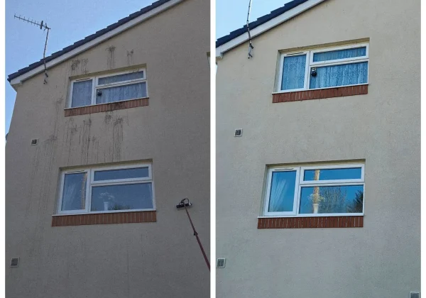 algae-stain-removal-cardiff-beech